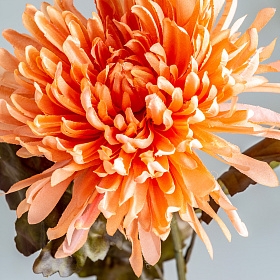 Цветок CRISANTEMA коралловый