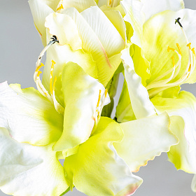 Цветок AMARYLLIS цвет белый