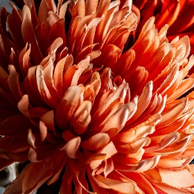 Цветок CRISANTEMA оранжевый