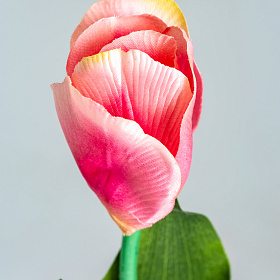 Цветок TULIPAN в розовом цвете