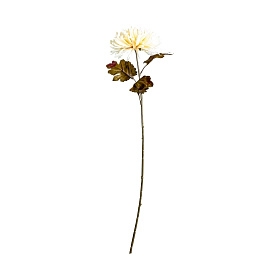 Цветок CRISANTEMA желтый