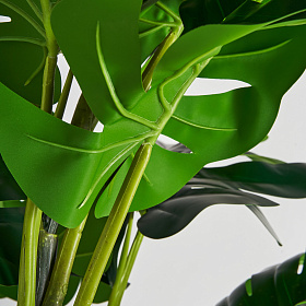 Растение MONSTERA