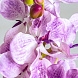 Цветок фиолетового цвета 26423
