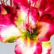 Цветок AMARYLLIS цвет фуксии