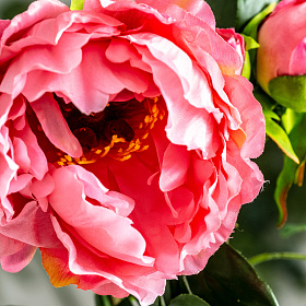Цветок пиона PEONIA розовый