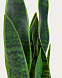 Искусственное растение Sansevieria с белым горшком 55 см