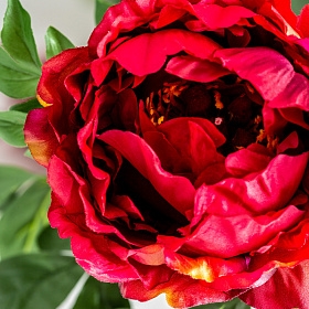 Цветок пиона PEONIA красный