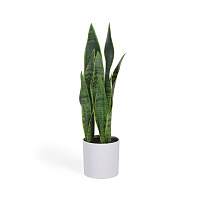 Искусственное растение Sansevieria с белым горшком 55 см