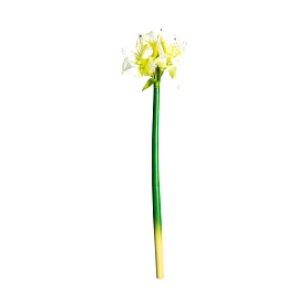 Цветок AMARYLLIS цвет белый
