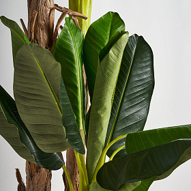 Банановое растение PLATANERO