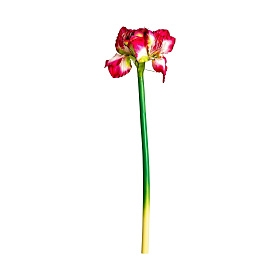 Цветок AMARYLLIS цвет фуксии